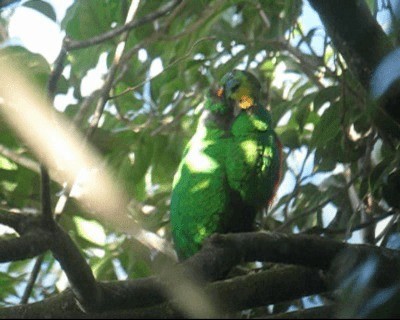 White-tipped Quetzal - ML201984891