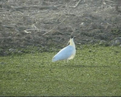Capped Heron - ML201984901