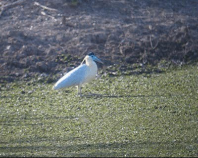 Capped Heron - ML201984911