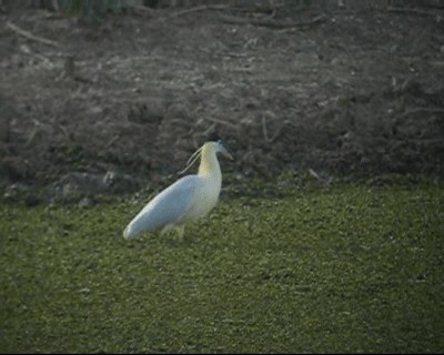 Capped Heron - ML201984921