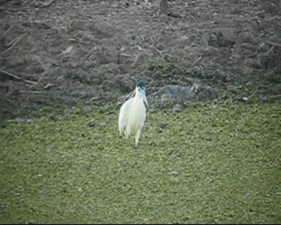 Garza Capirotada - ML201984931