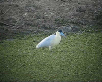 Capped Heron - ML201984941