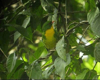 Golden-breasted Fruiteater - ML201984951