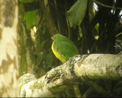 Golden-breasted Fruiteater - ML201984971