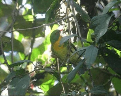 Golden-breasted Fruiteater - ML201984981