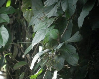 Cotinga à poitrine d'or - ML201984991