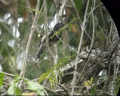 Black-backed Antshrike - ML201985011