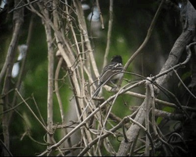 Black-backed Antshrike - ML201985021