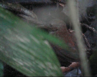 Gray-throated Leaftosser - ML201985051