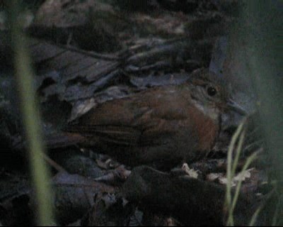 Gray-throated Leaftosser - ML201985061