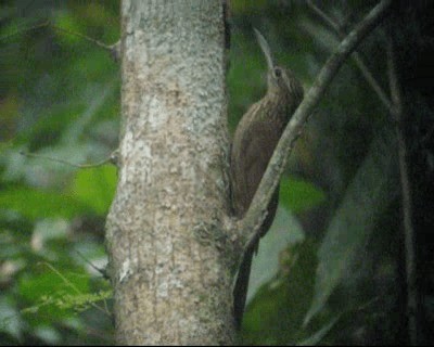 Cocoa Woodcreeper (Lawrence's) - ML201985141