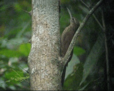 Cocoa Woodcreeper (Lawrence's) - ML201985141