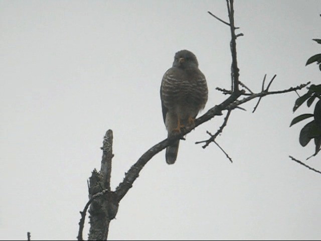 Wegebussard [magnirostris-Gruppe] - ML201985151