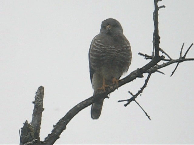 Wegebussard [magnirostris-Gruppe] - ML201985161