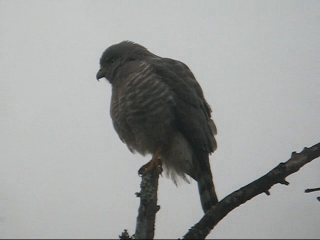 Roadside Hawk (Northern) - ML201985171