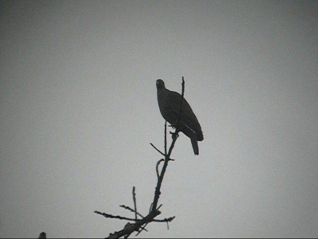 Red-billed Pigeon - ML201985221