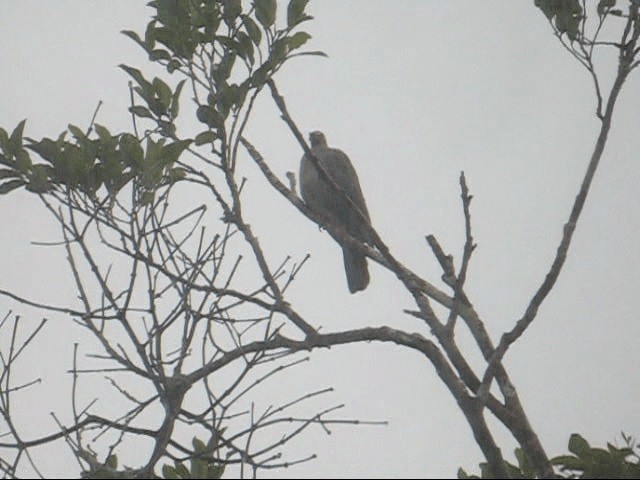 Pigeon à bec rouge - ML201985231