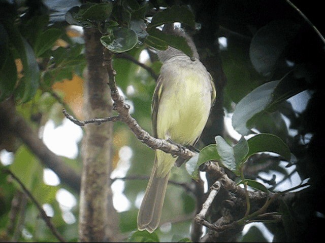 Yellow-bellied Elaenia - ML201985251