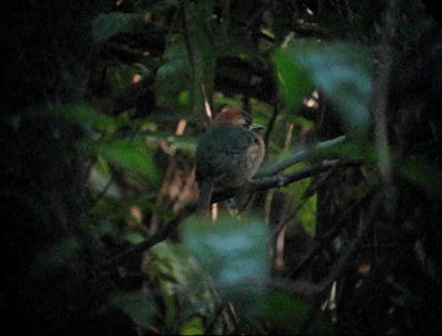 Tody Motmot - ML201985331