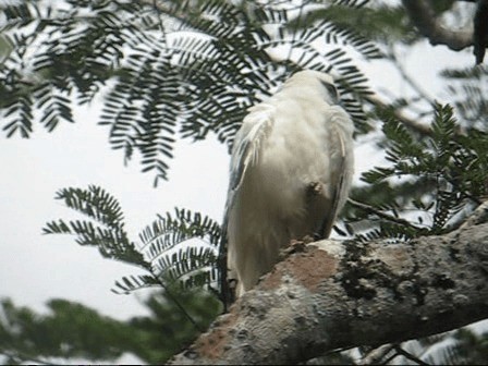 Schneebussard (ghiesbreghti) - ML201985371