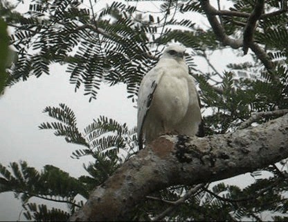 Schneebussard (ghiesbreghti) - ML201985381