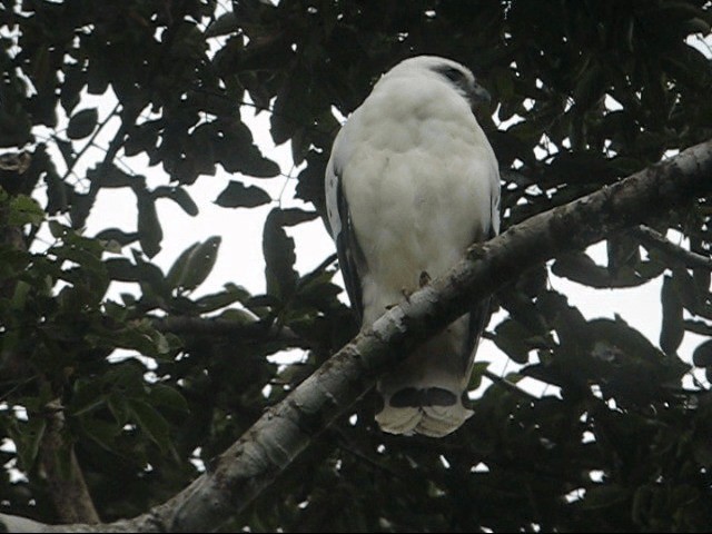 White Hawk (Snowy) - ML201985401