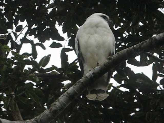 Schneebussard (ghiesbreghti) - ML201985401