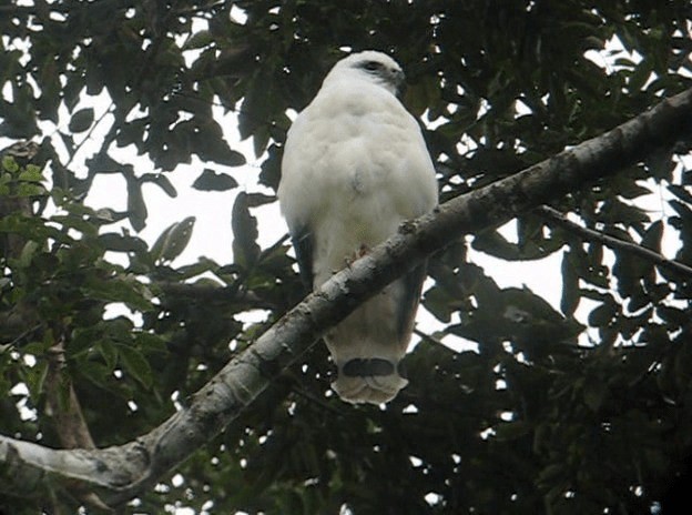 Schneebussard (ghiesbreghti) - ML201985411