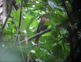 Rufous Piha - ML201985431