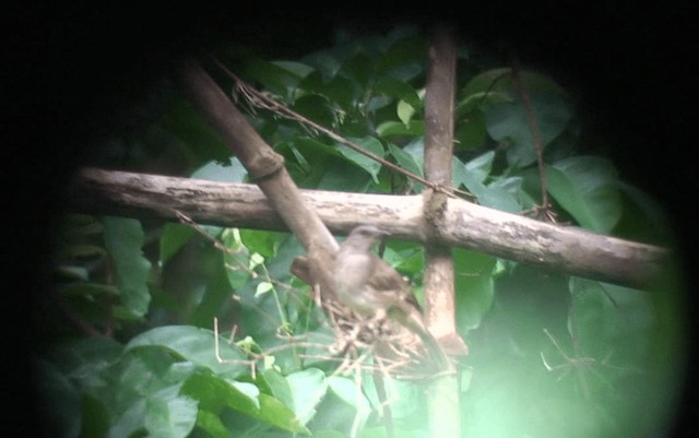 Ashy-fronted Bulbul - ML201985511