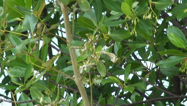 Palawan Sunbird - ML201985561