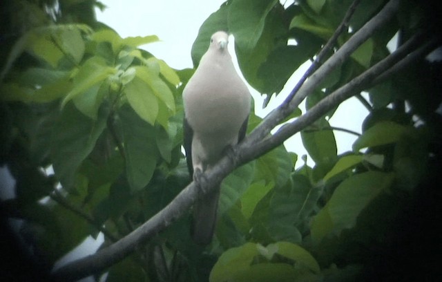 Gray Imperial-Pigeon - ML201985581