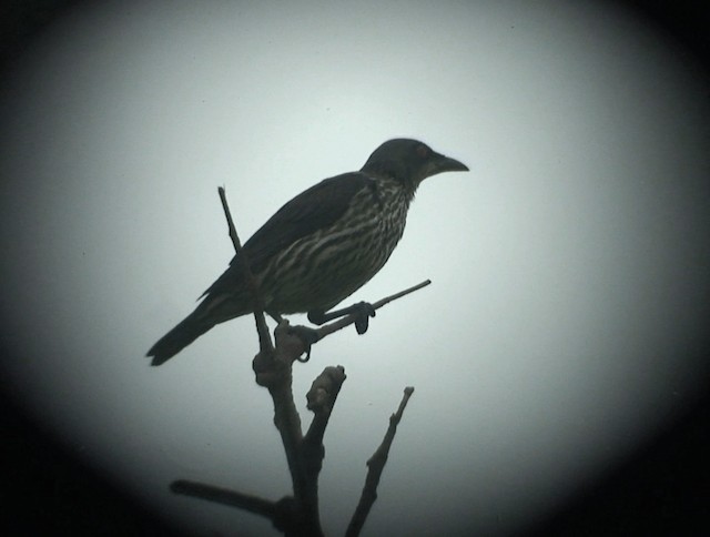 Asian Glossy Starling - ML201985601