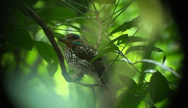 Spotted Kingfisher - ML201985661