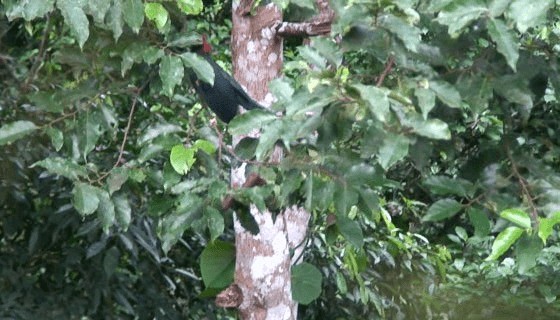 Red-crested Malkoha - ML201985691