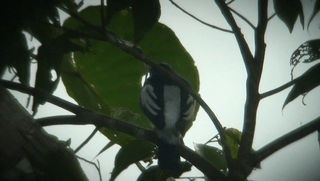 Oruguero Blanquinegro (melanoleuca) - ML201985711