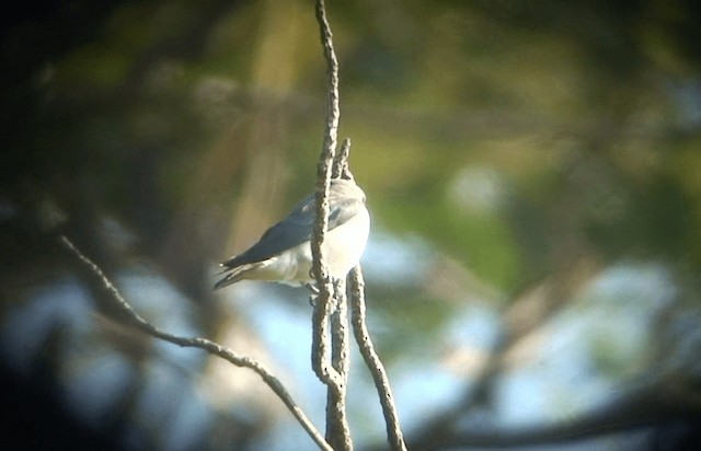 White-breasted Woodswallow - ML201985811