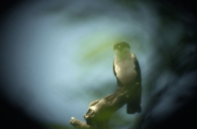 Philippine Falconet - ML201985841