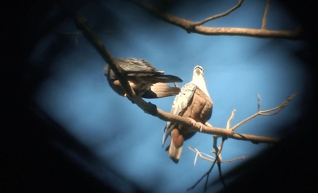 Spotted Imperial-Pigeon - ML201985891