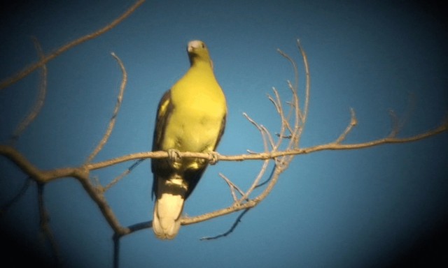 Philippine Green-Pigeon - ML201986001
