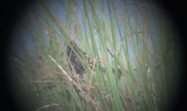 Lesser Coucal - ML201986091