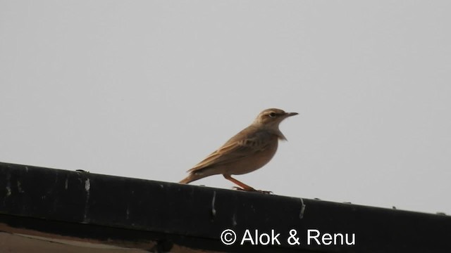 Long-billed Pipit (Persian) - ML201986201