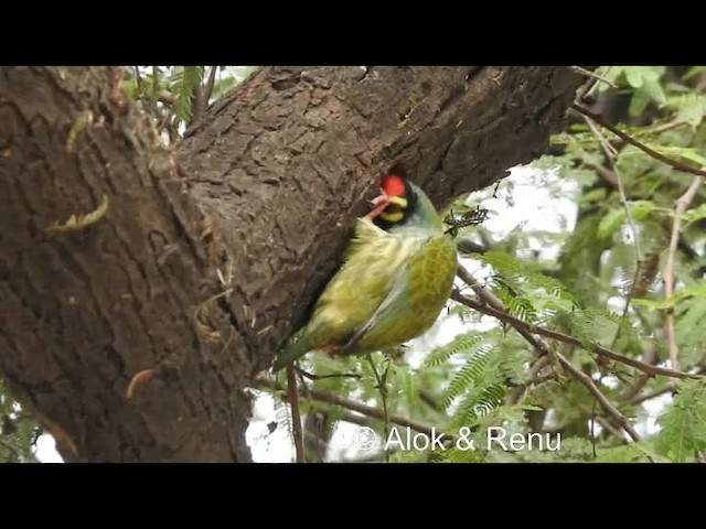 Kupferschmied-Bartvogel - ML201986231