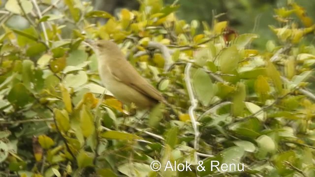 Clamorous Reed Warbler (Brown) - ML201986251