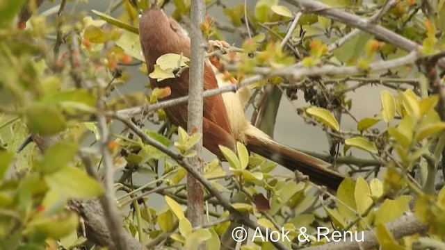 Yellow-eyed Babbler - ML201986261