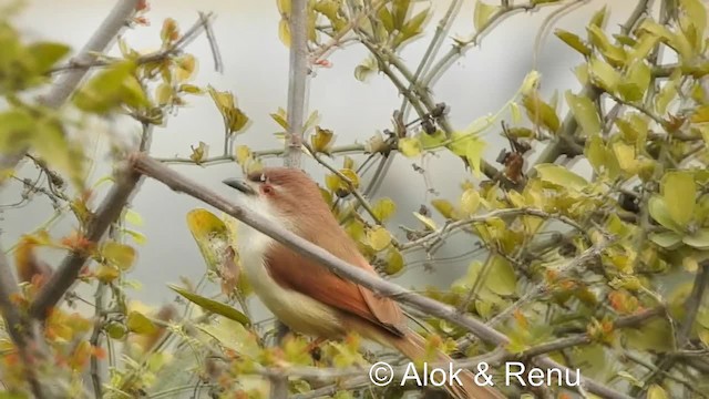 Yellow-eyed Babbler - ML201986271