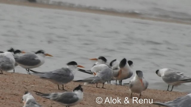 Lesser Crested Tern - ML201986311