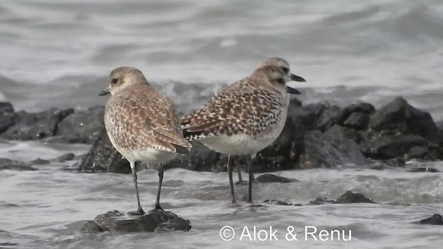 Black-bellied Plover - ML201986321