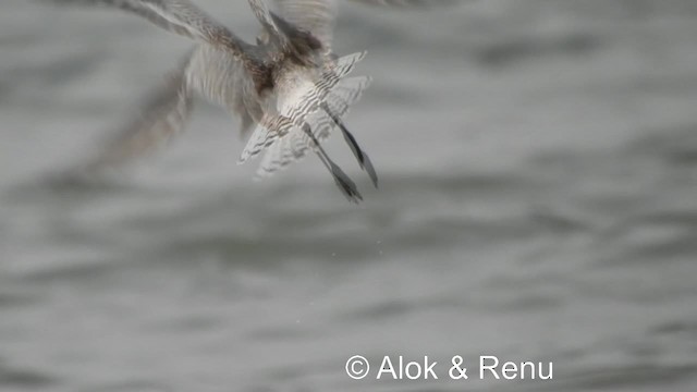 Black-bellied Plover - ML201986331