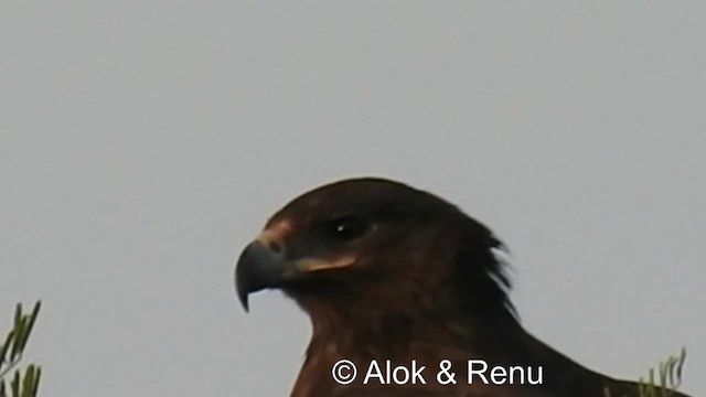 Tawny Eagle - ML201986341